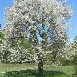 Merisier arbre