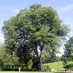 Orme arbre