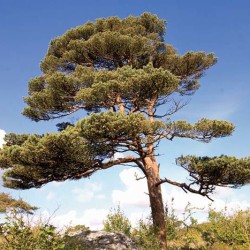 Pin-Sylvestre arbre