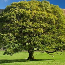 chene arbre