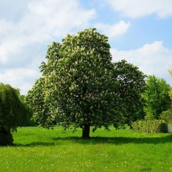 châtaignier(1)