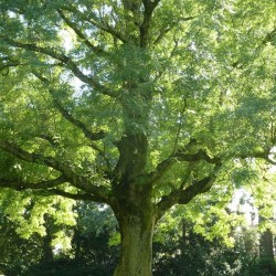 frene-olivier arbre