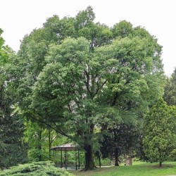 micocoulier arbre