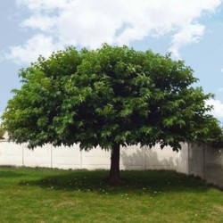 mûrier arbre