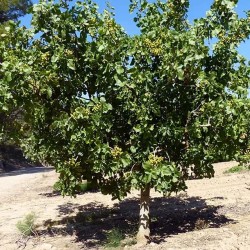 pistachier arbre