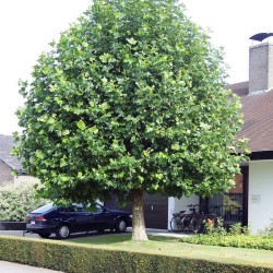 platanus-acerifolia-platane-a-feuilles-d-erable