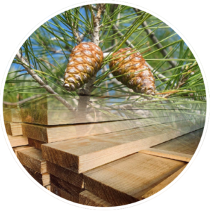 Bois Pin Maritime