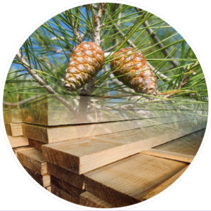 Bois de Pin Sylvestre